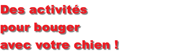 Des activités pour bouger avec votre chien !
